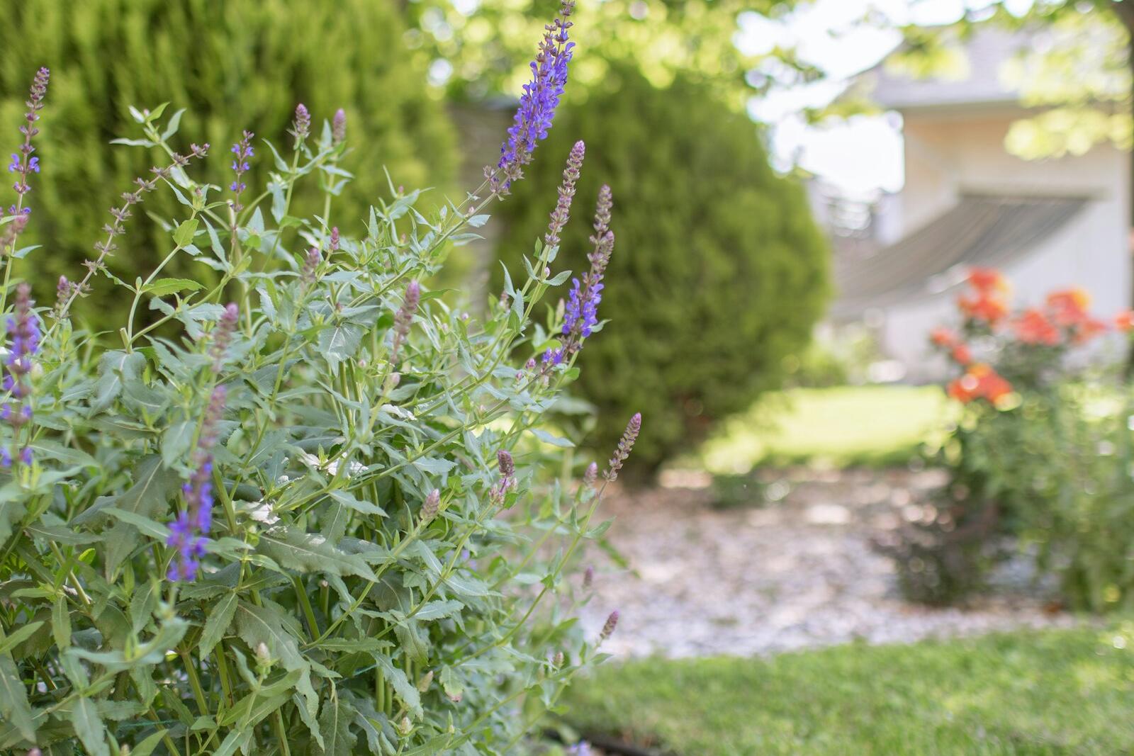 Lush garden bed with flowering plants