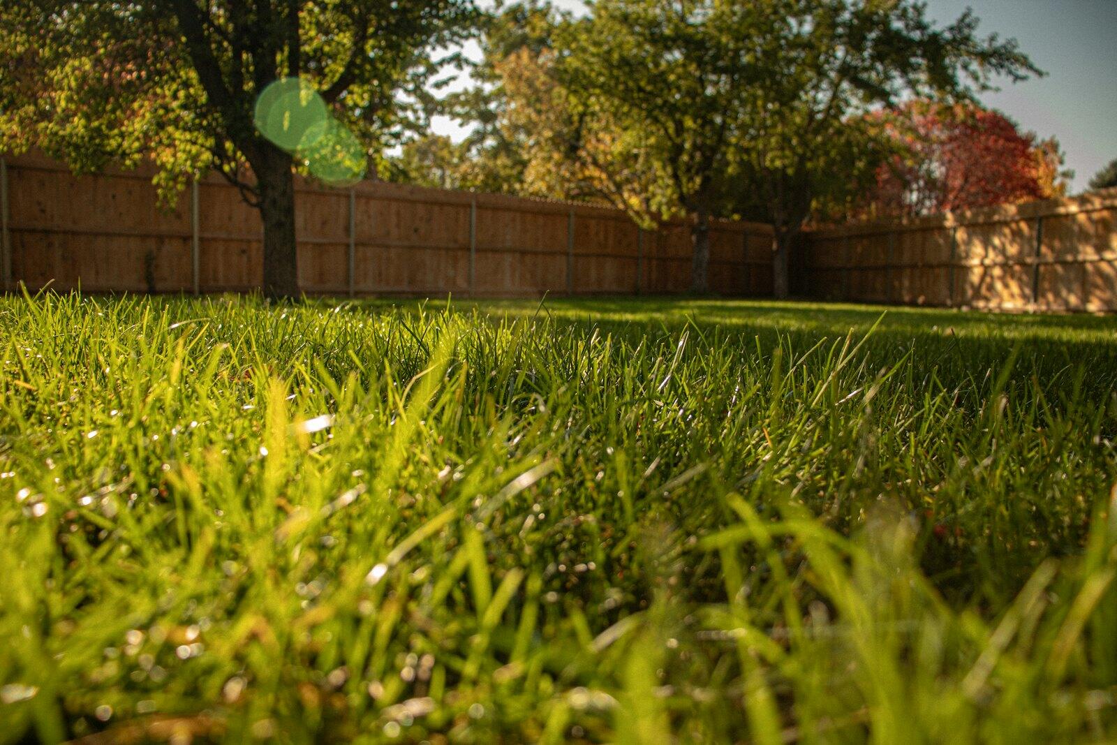 Green lawn in front of a wood fence