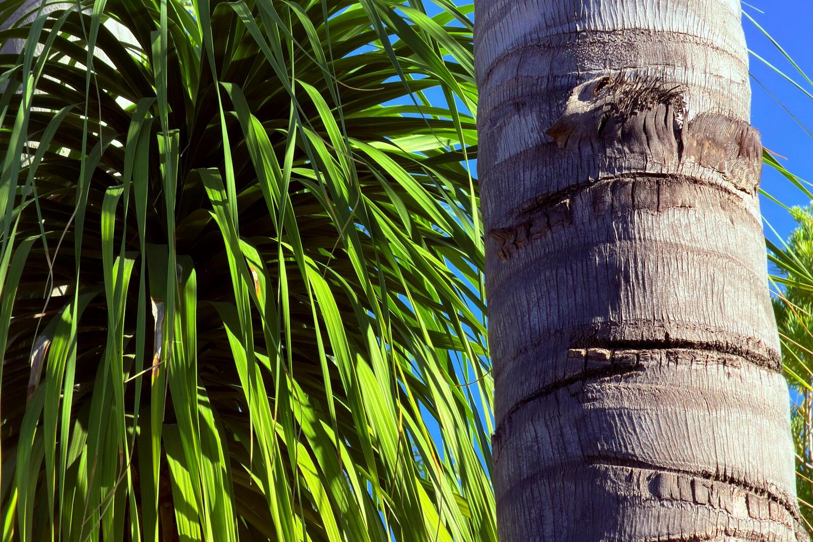Palm tree trunk and fronds against a blue sky