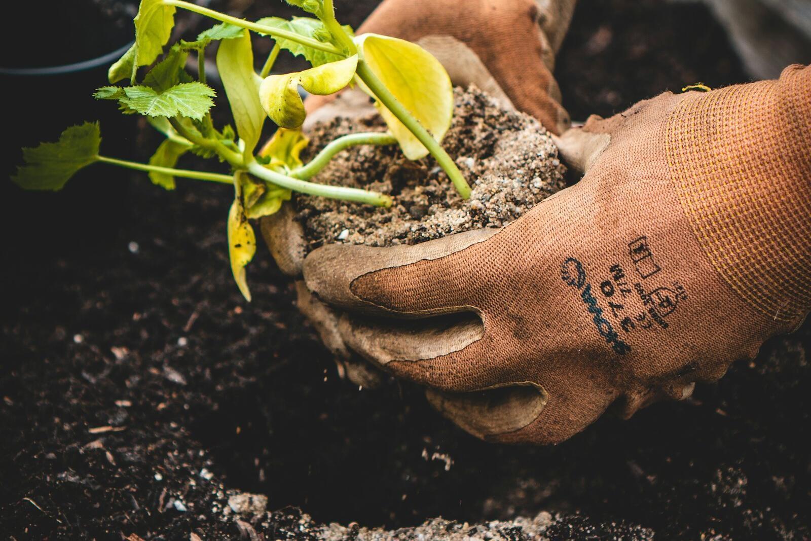 Gloved hands planting a seedling in soil