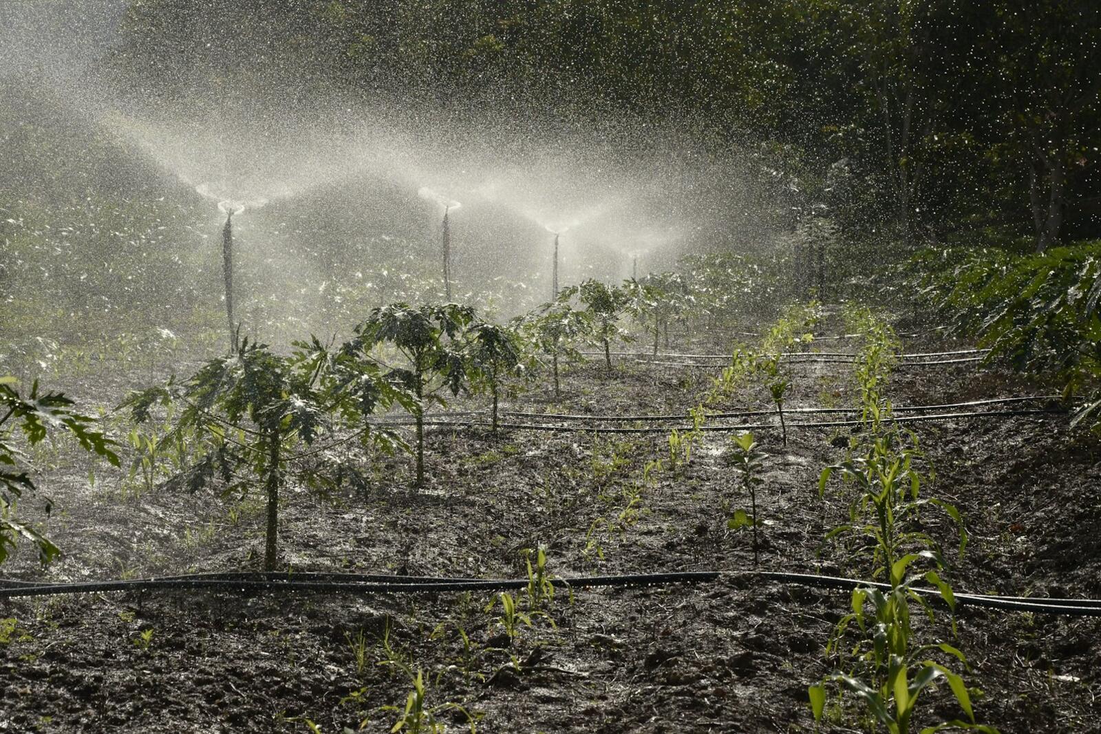 Garden sprinkler watering a lawn