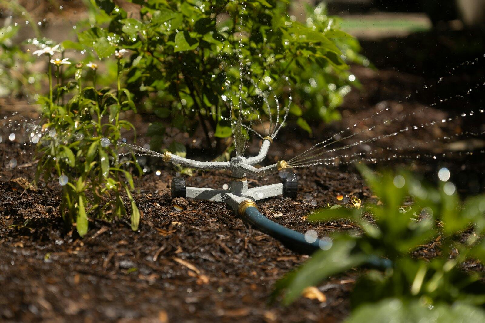 Irrigation emitter watering young plants in mulch