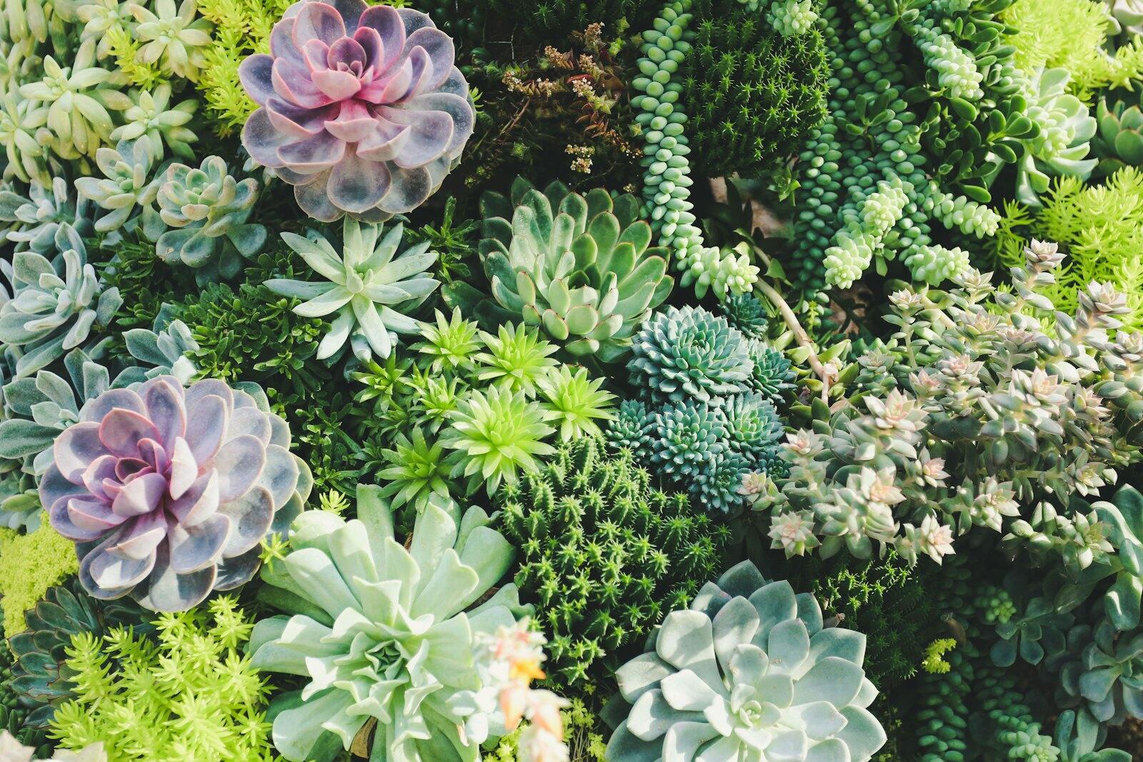 Cluster of colorful succulent plants